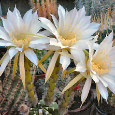 Cactus echinopsis eyriesii